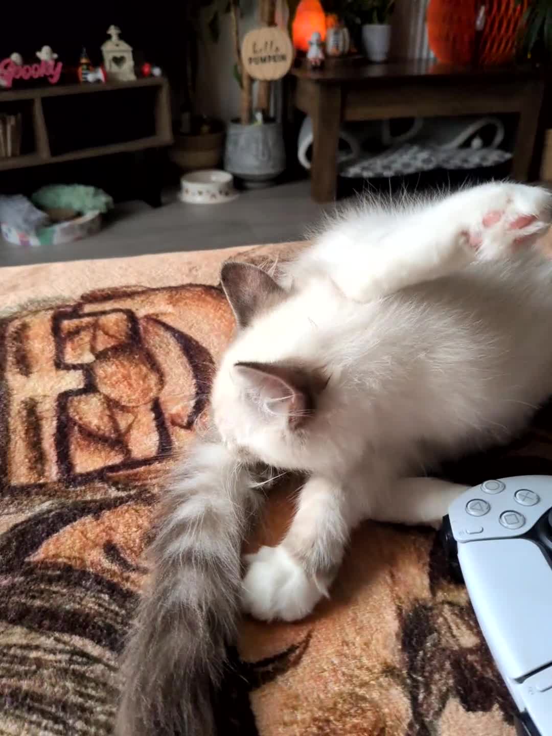 Ragdoll cats for sale: 14 week old Ragdoll Sad Re-home - Video 1