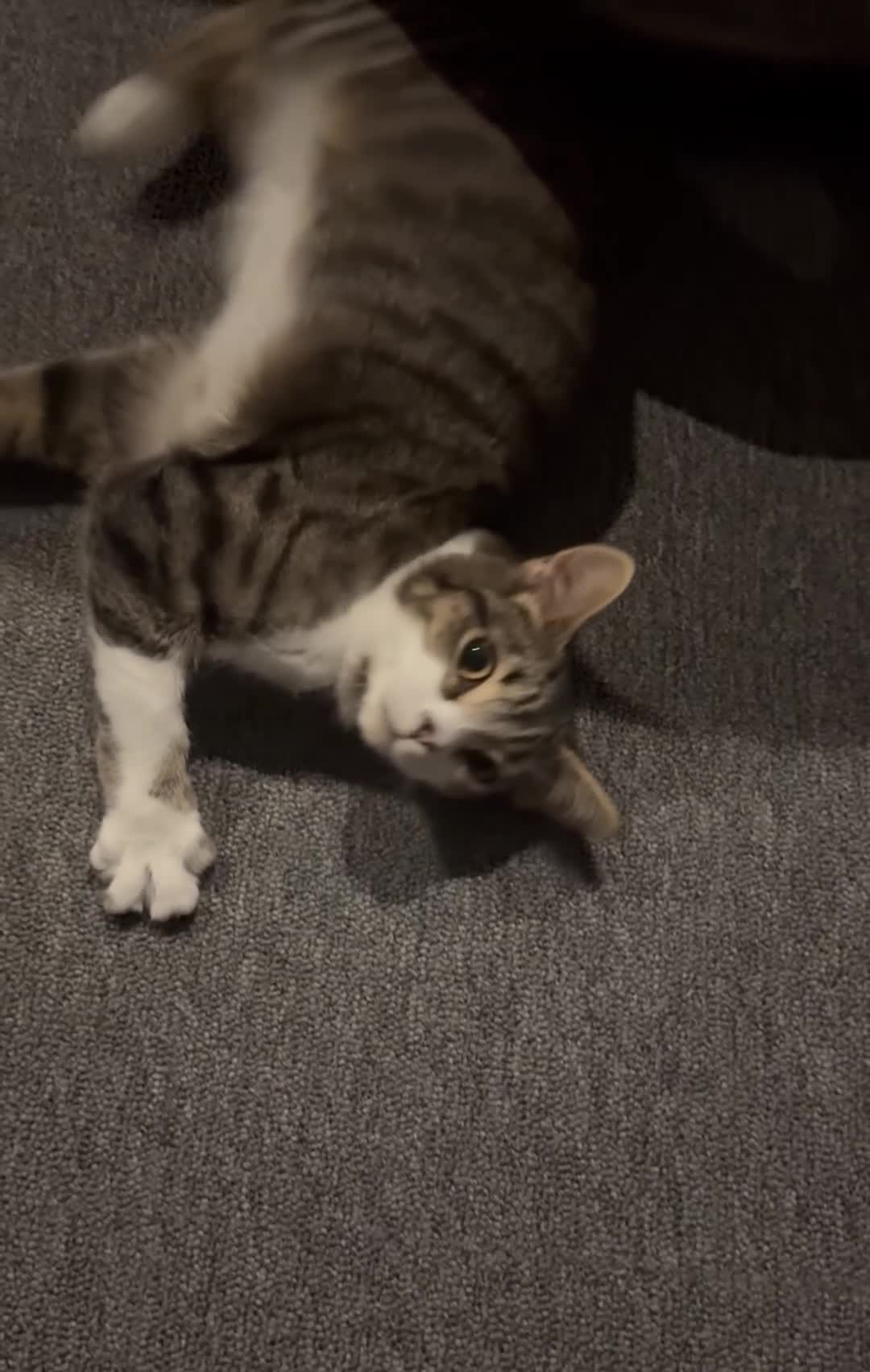 Mixed Breed cats for sale: beautiful tabby female cat, 7 months old. - Video 3