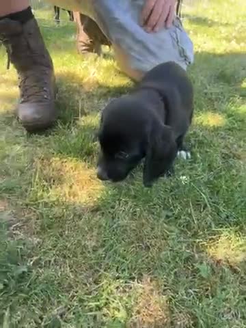 Cockerdor dogs for sale: Cockerdor puppies  - Video 2