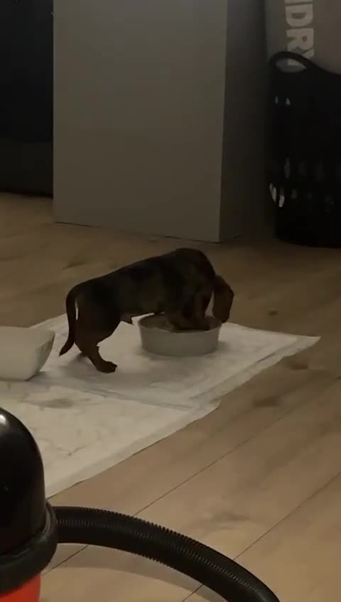 Dachshund dogs for sale: Dacschund puppy for sale - Video 1