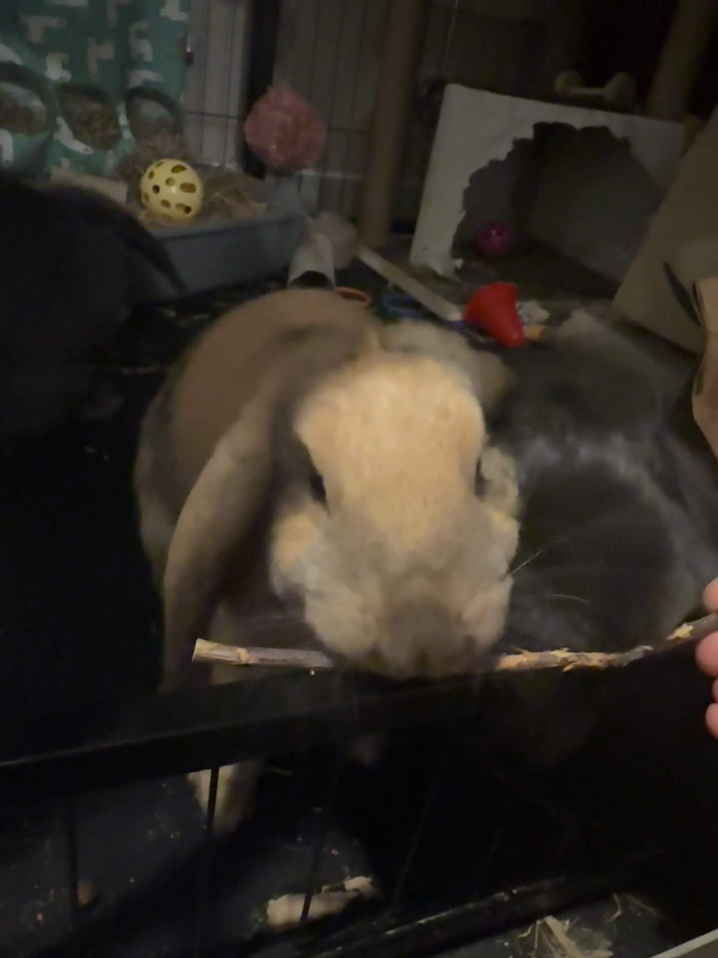 Mini Lop rabbits for sale: Minilop rehome  in Basildon - Video 2