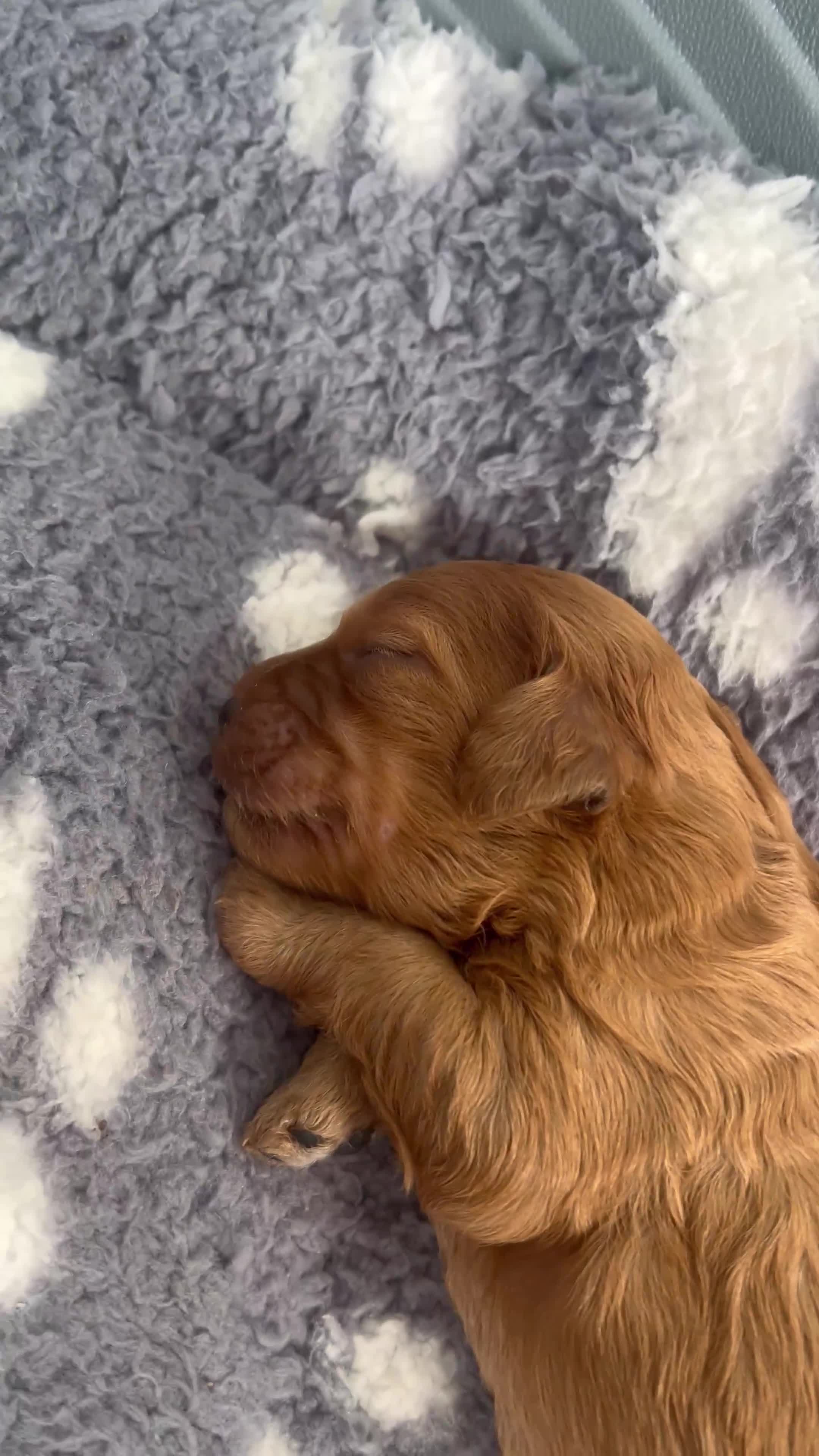 Cavapoo dogs for sale: ✨Cavapoo Puppies ✨ - Video 1