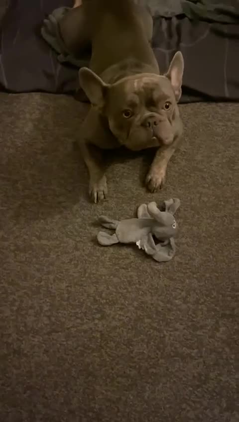 French Bulldog dogs for stud: Stud - French Bulldog - Lilac - Video 1