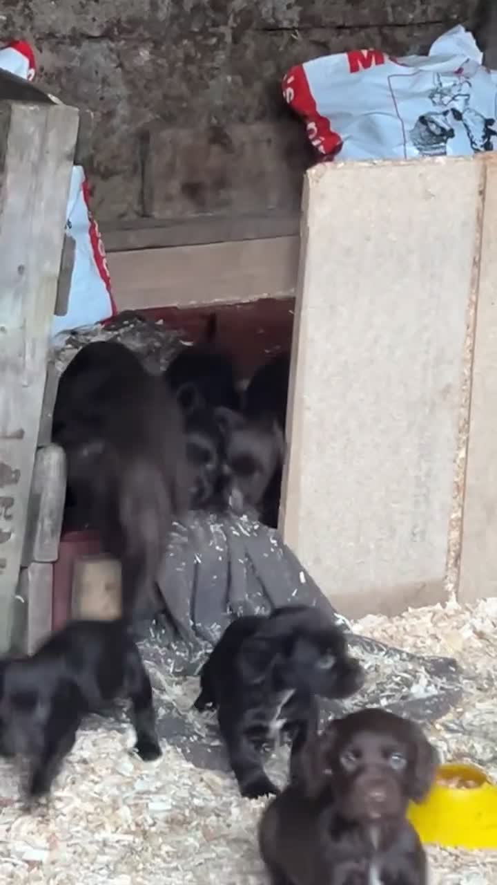 Sprocker dogs for sale: Sprocker Pups  - Video 1