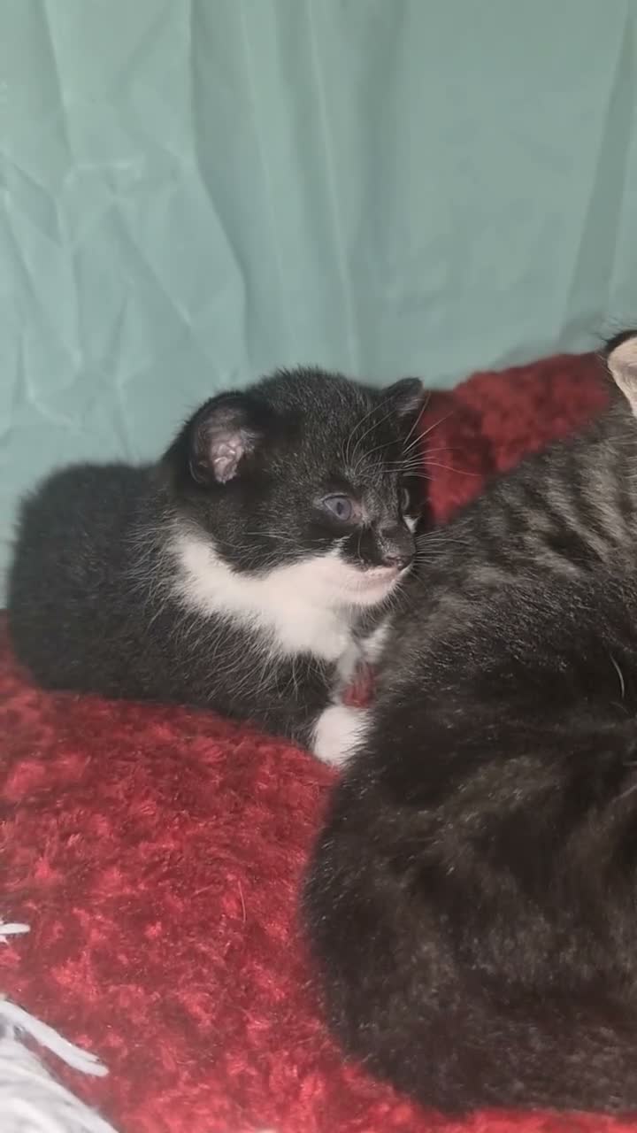 Mixed Breed cats for sale: Black cats ready for spooky season - Video 3