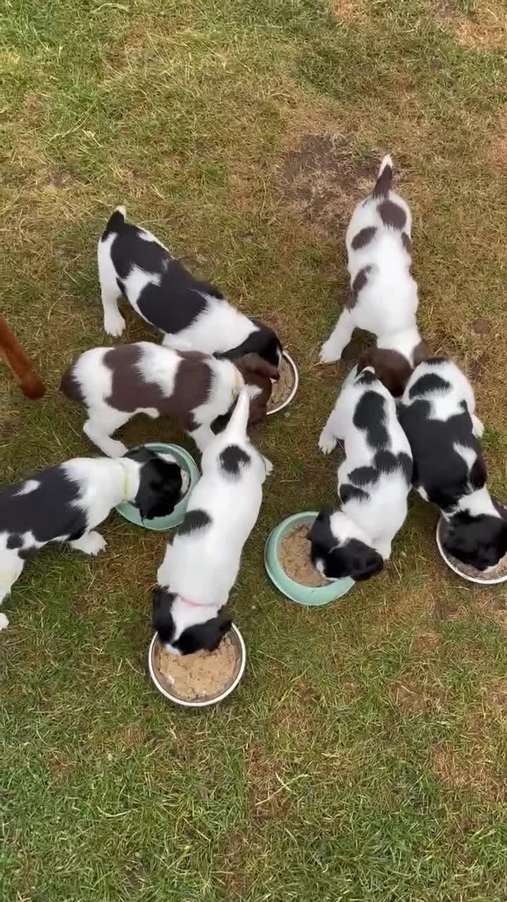 English Springer Spaniel dogs for sale: Beautiful KC Reg ESS Ready to Home. Only One Left! in Thirsk - Video 5