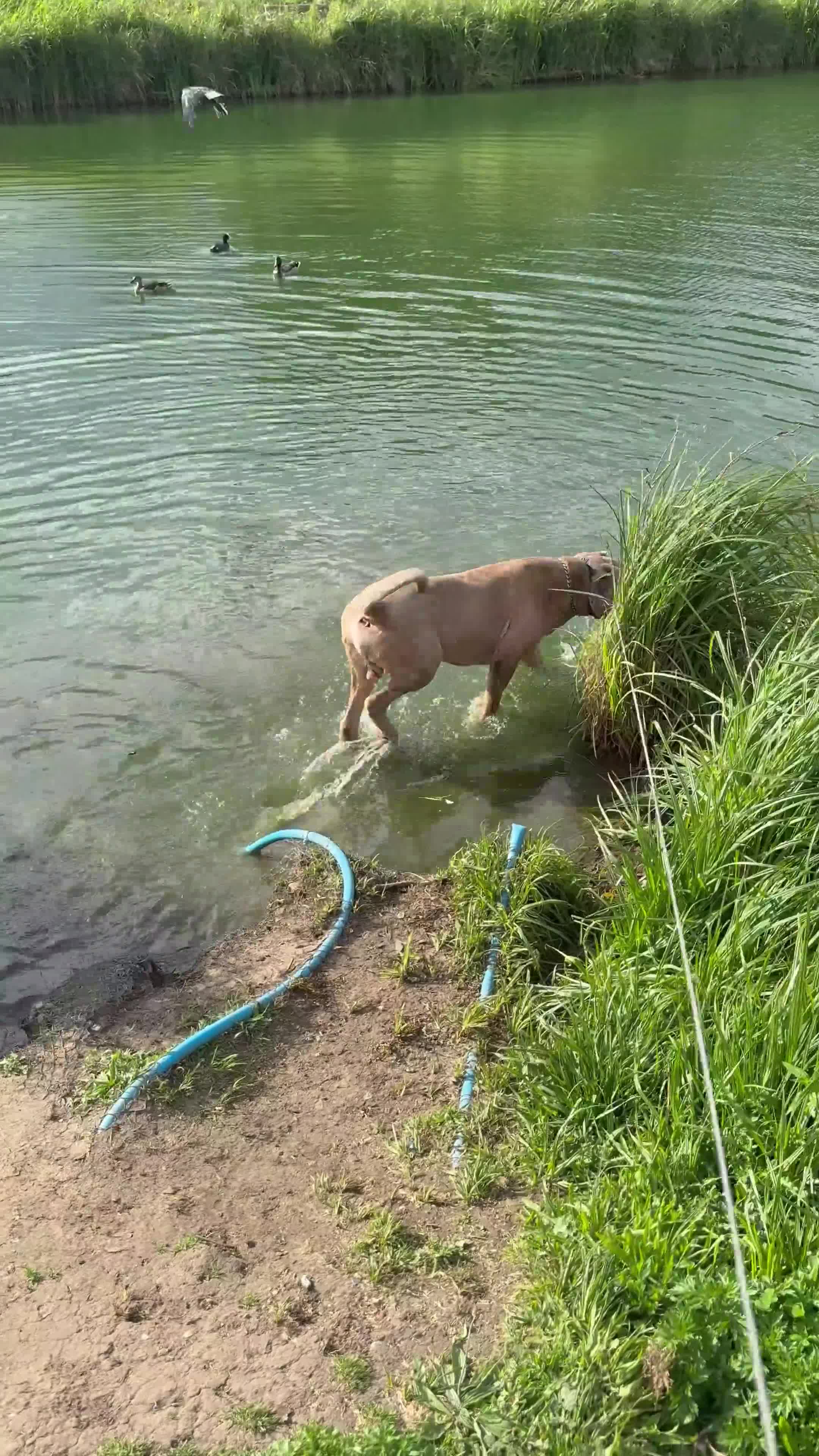 Cane Corso dogs for sale: Beautiful cane corso boy for sale  - Video 1