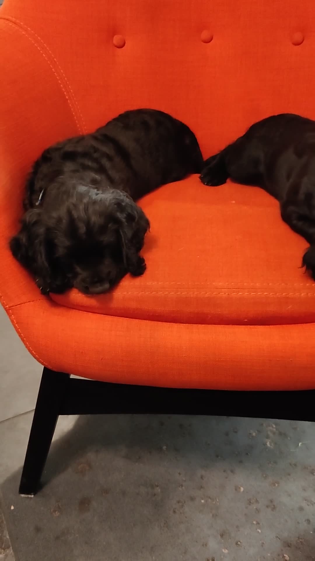 Cocker Spaniel dogs for sale: Working Cocker Spaniels. in Norwich - Video 1