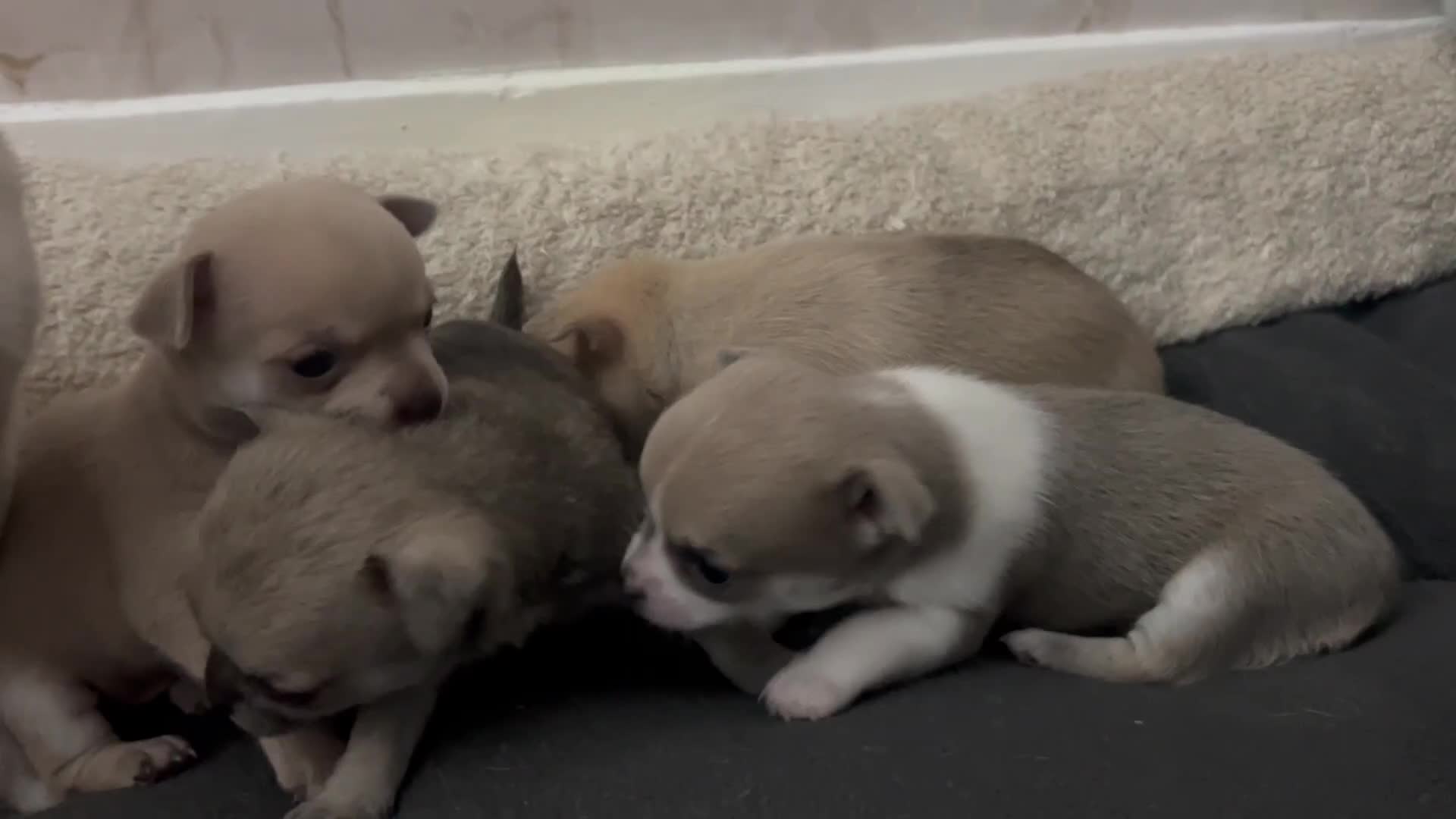 Chihuahua dogs for sale: smooth coat chihuahuas. Only the little boy left  - Video 1