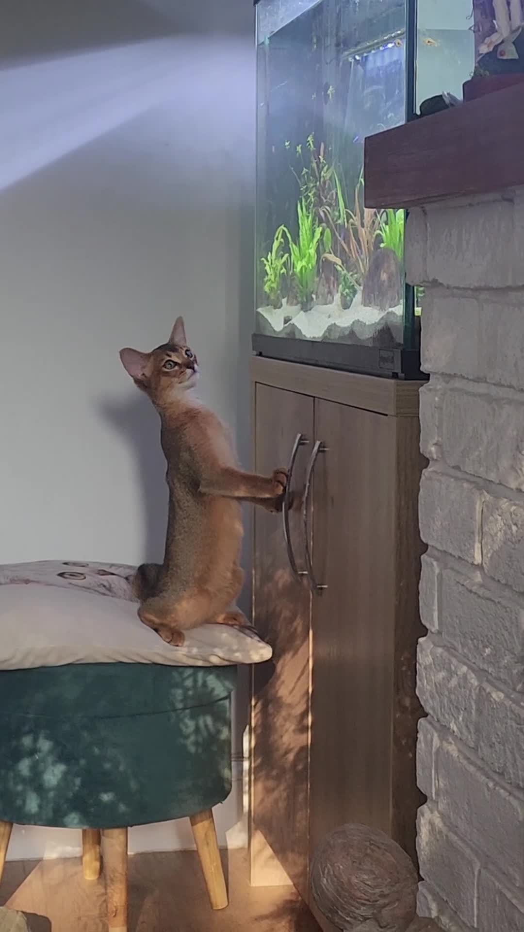 Abyssinian cats for sale: Adorable Abyssinian kittens  - Video 1