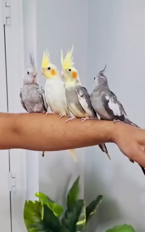 Cockatiels birds for sale: Beautiful baby hand tamed cockatiels for sale. - Video 1
