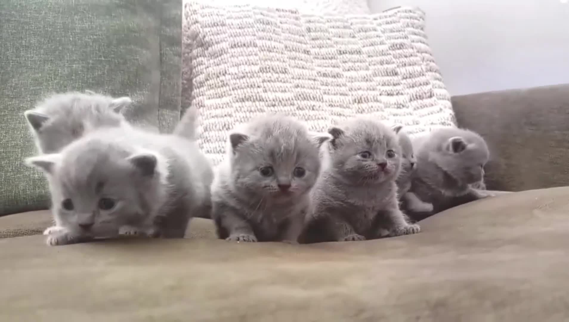 British Shorthair cats for sale: GCCF Registered British Shorthair kittens  - Video 1