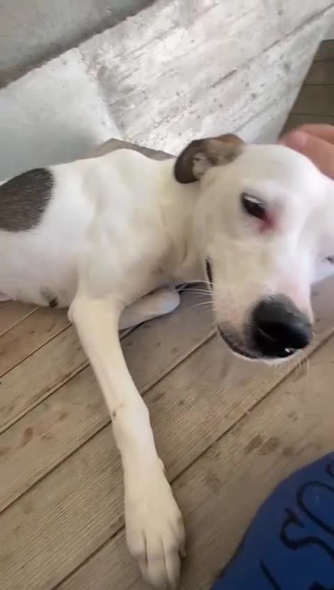 Mixed Breed dogs for adoption: Hannah, 2-3 yrs old. Available for adoption. - Video 3