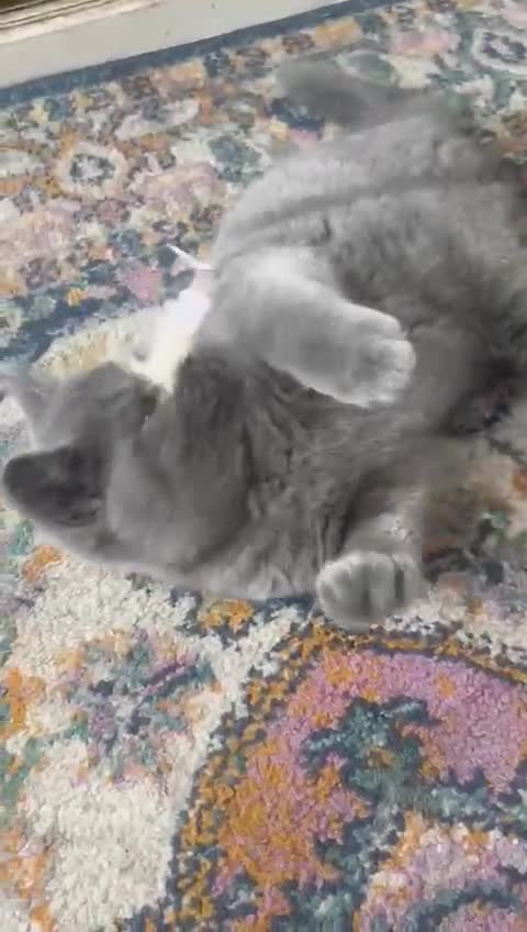 British Shorthair cats for sale: LAST CHUNKY BOY Cute Bristish Short Hair Kittens  - Video 3