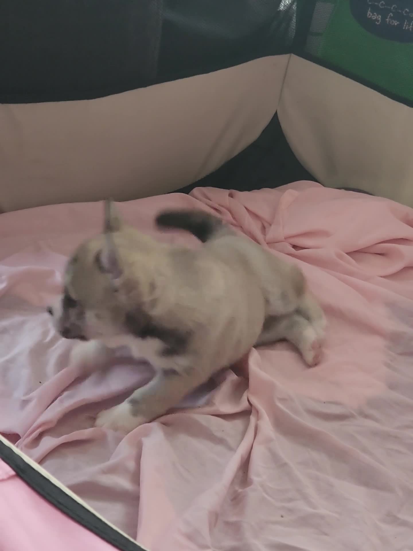 Pomsky dogs for sale: 2 boy Beautiful unusual marking frenchie pomsky  in Southend-on-Sea - Video 2