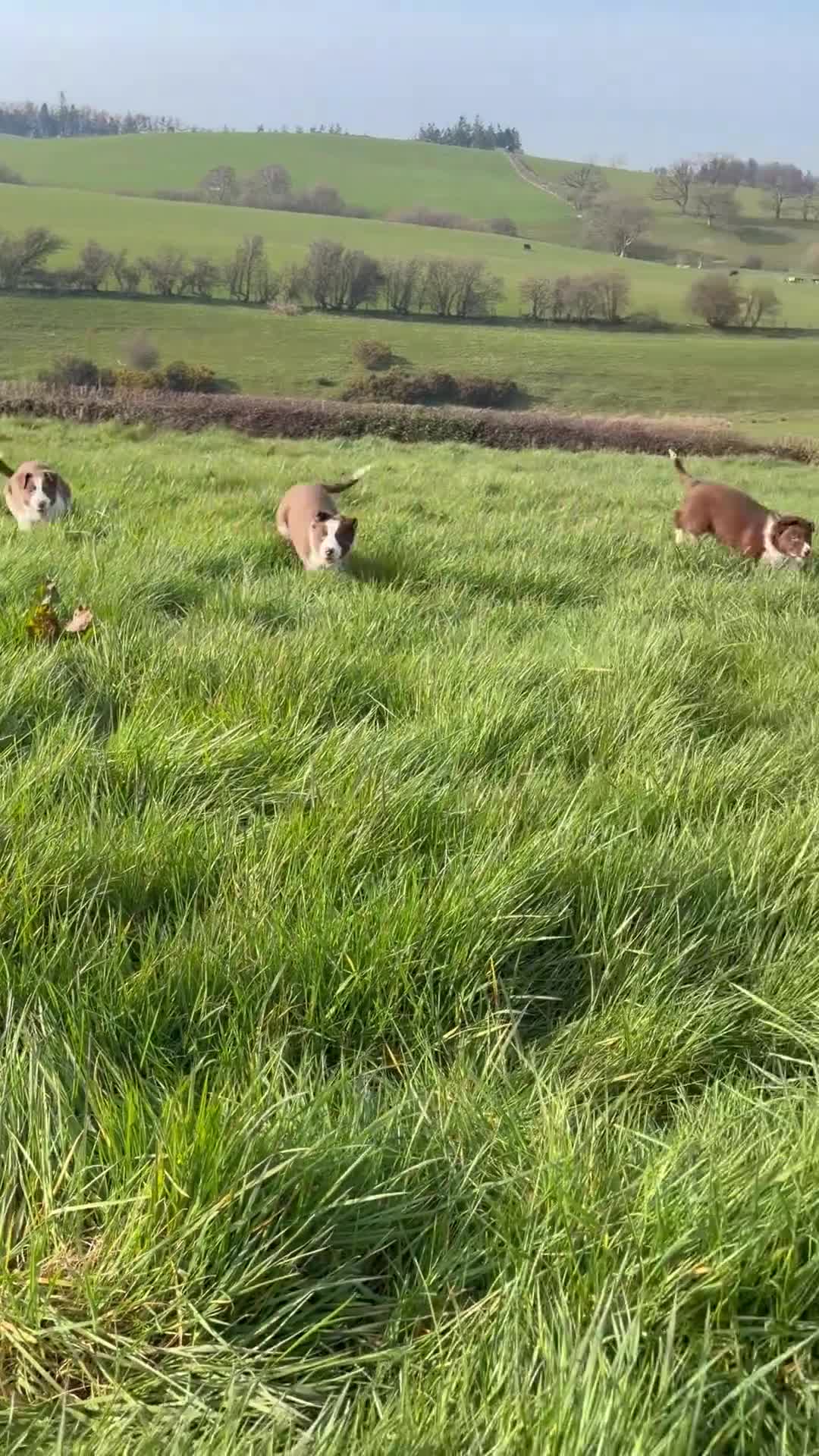 Border Collie dogs for sale: Border Collie Pups - Video 1