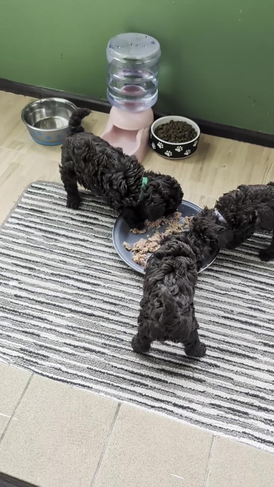 Toy Poodle dogs for sale: For sale Toy poodle puppies  - Video 1