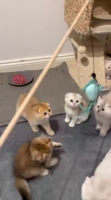 Scottish Fold cats for sale: purebred Scottish Fold kittens - Video 1