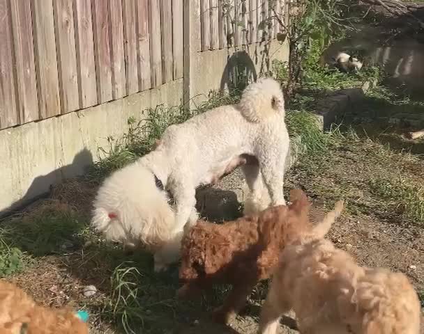 Miniature Poodle dogs for sale: High-Standard Miniature Poodle Boys–Ready to LEAVE - Video 3