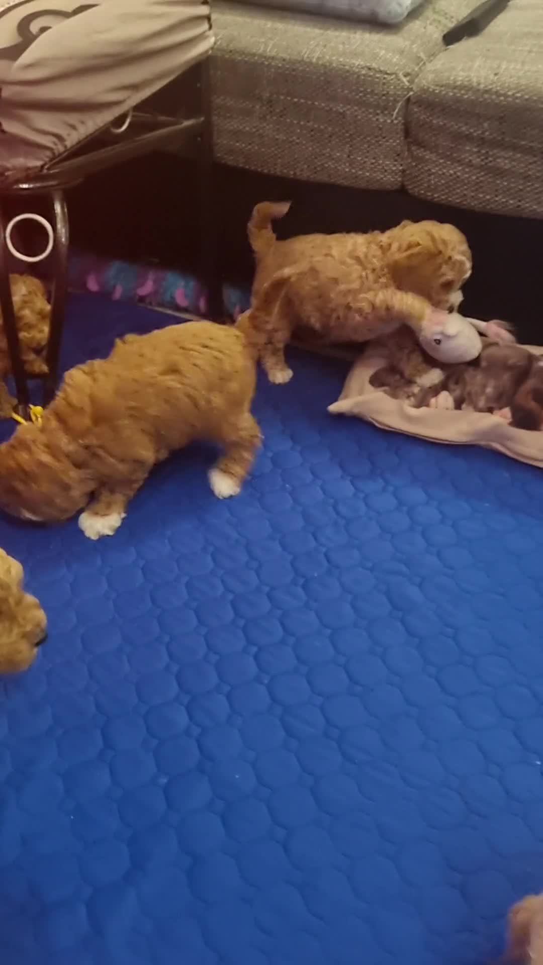 Miniature Poodle dogs for sale: Championline Miniature Poodle exceptional puppy. - Video 1