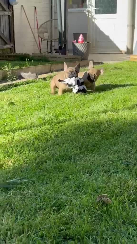 French Bulldog dogs for sale: 🔥Last 2boys French Bulldog ready to leave now🔥 - Video 4