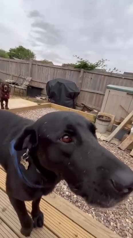 Mixed Breed dogs for adoption: 🚨‼️URGENT‼️🚨 Rey 🐾 in Hengoed - Video 1