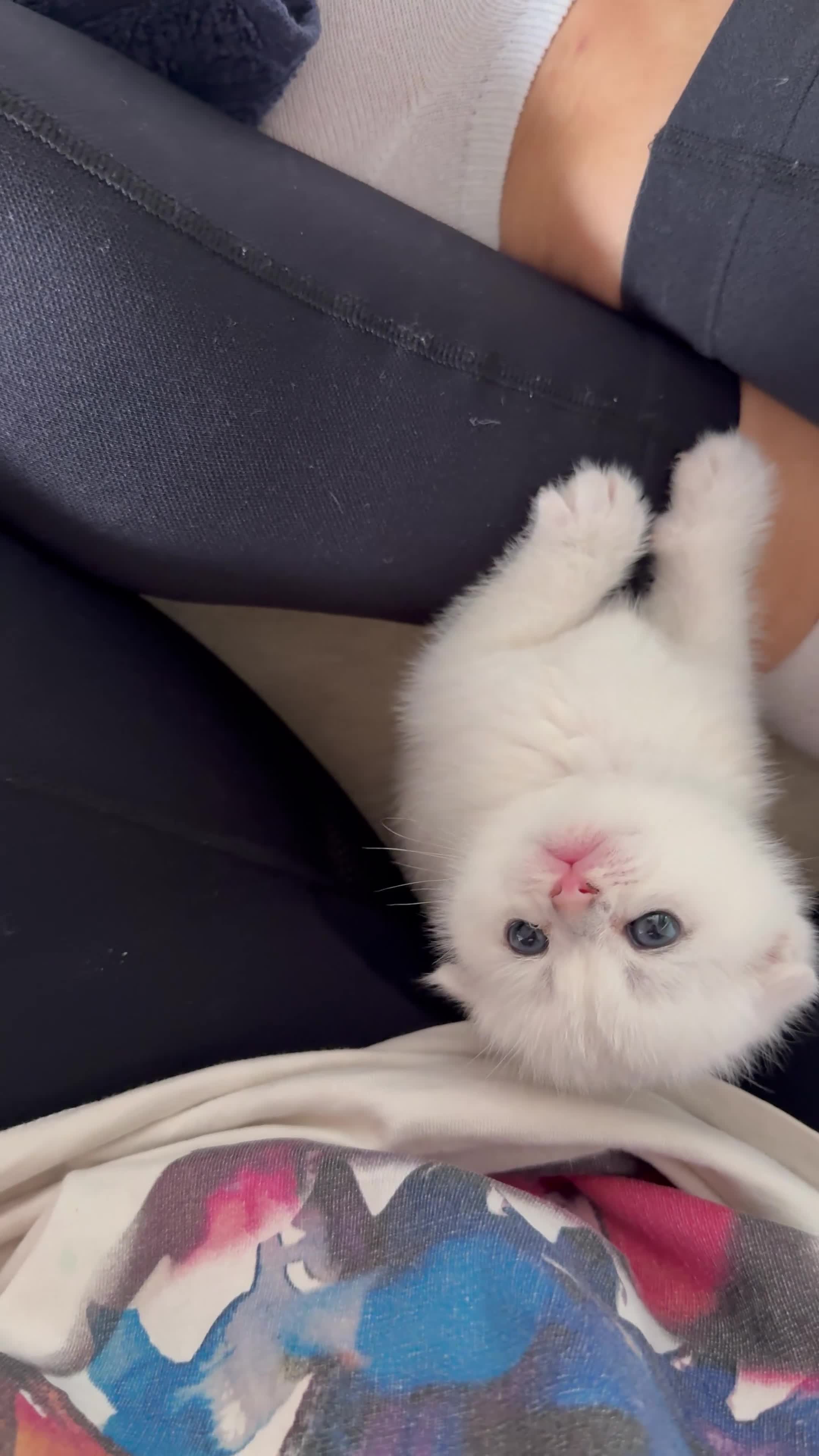 Scottish Fold cats for sale: Beautiful British Shorthair . in Northampton - Video 1
