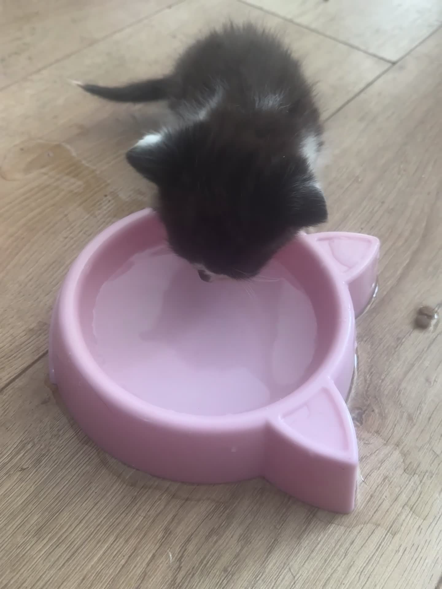 Mixed Breed cats for sale: Mixed breed kittens - Video 3