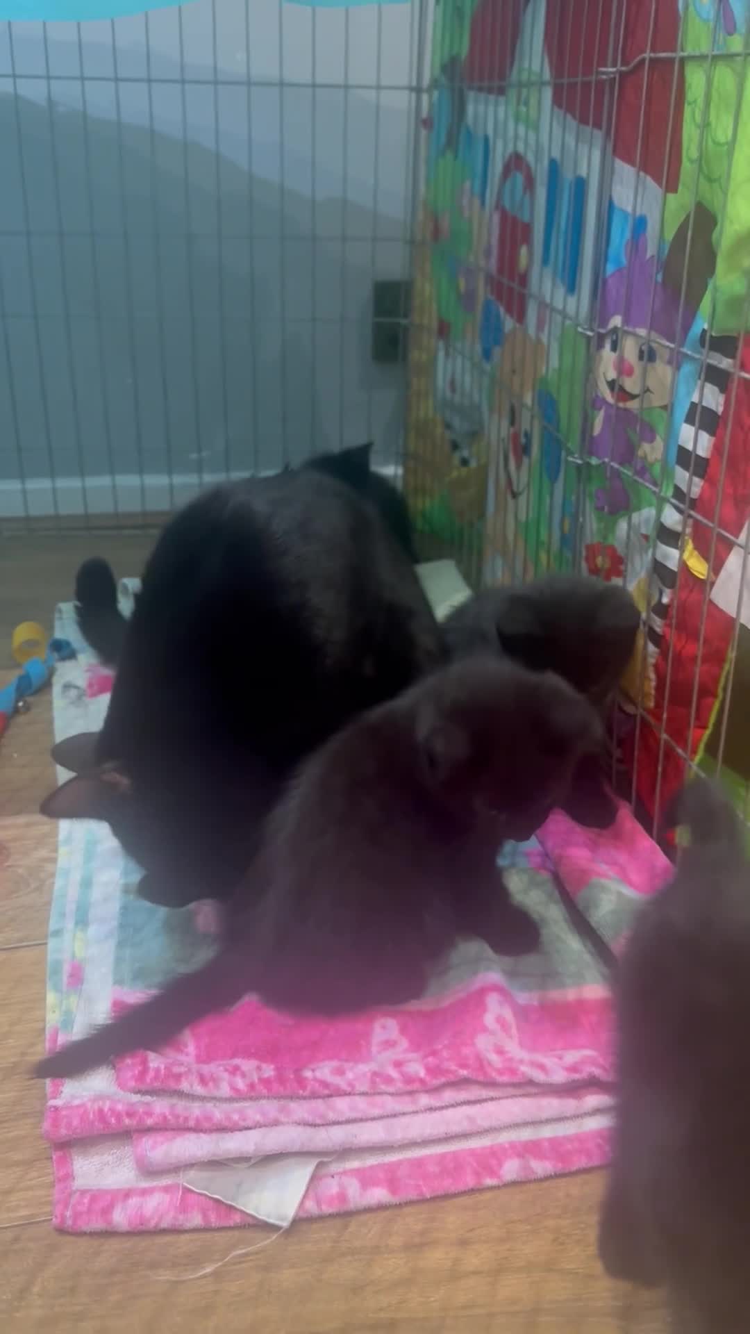 Mixed Breed cats for sale: 5 adorable kittens for sale! - Video 1