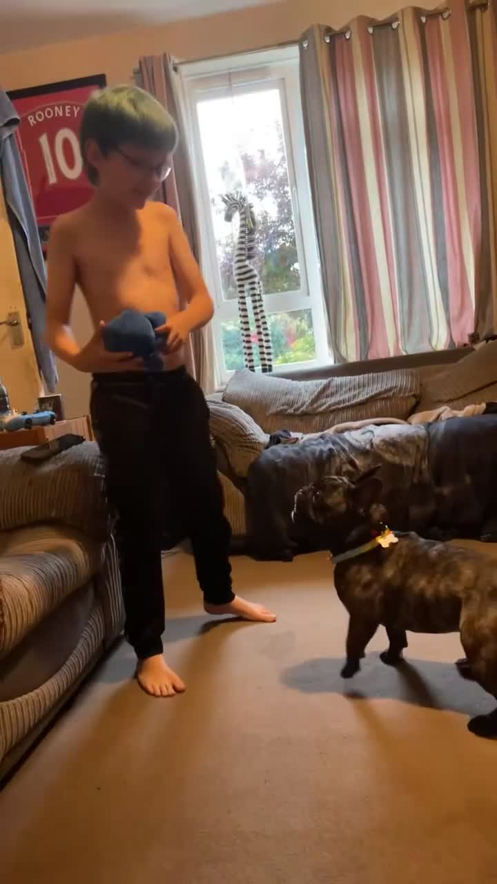 French Bulldog dogs for sale: 5-Year-Old French Bulldog  - Video 4