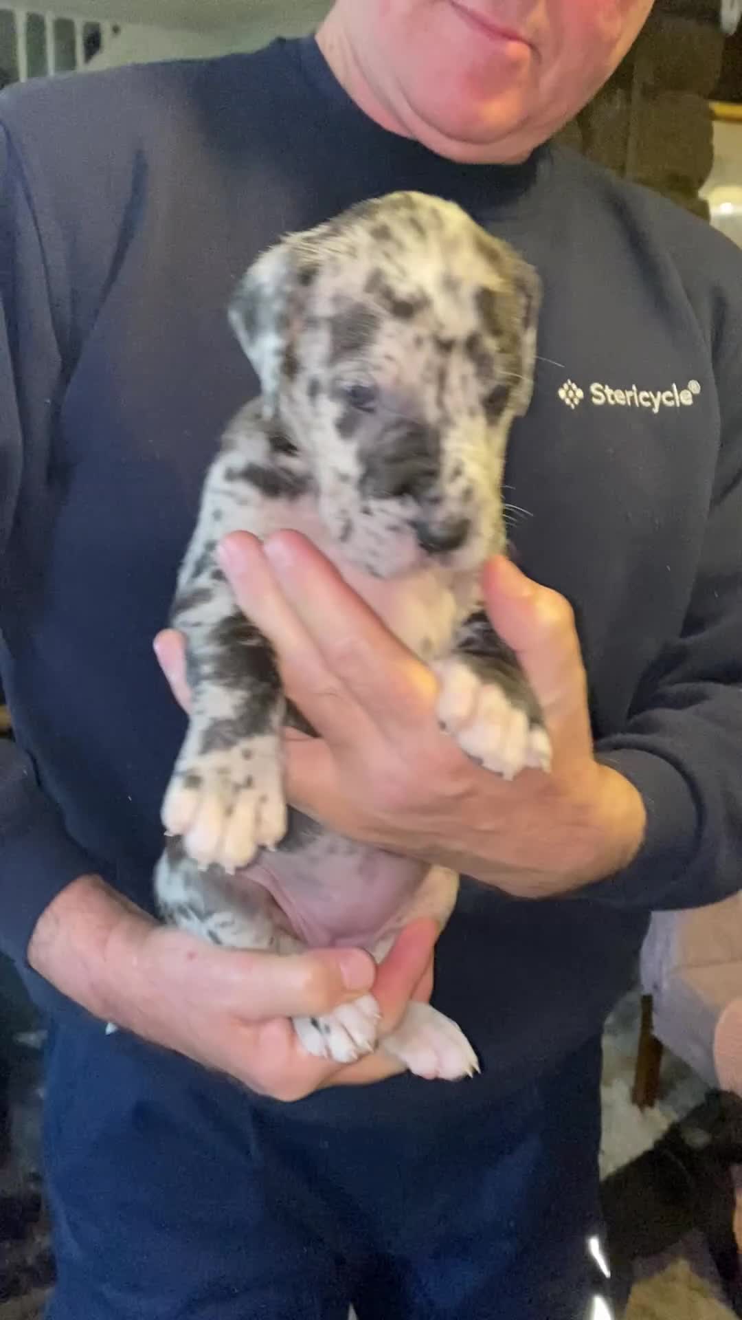 Great Dane dogs for sale: Beautiful kc reg Great Dane puppies - Video 3