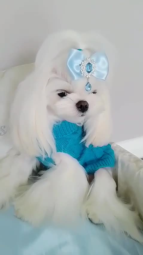 Maltese dogs for stud: ❤️health tested Tiny Korean Maltese boy❤️ - Video 3