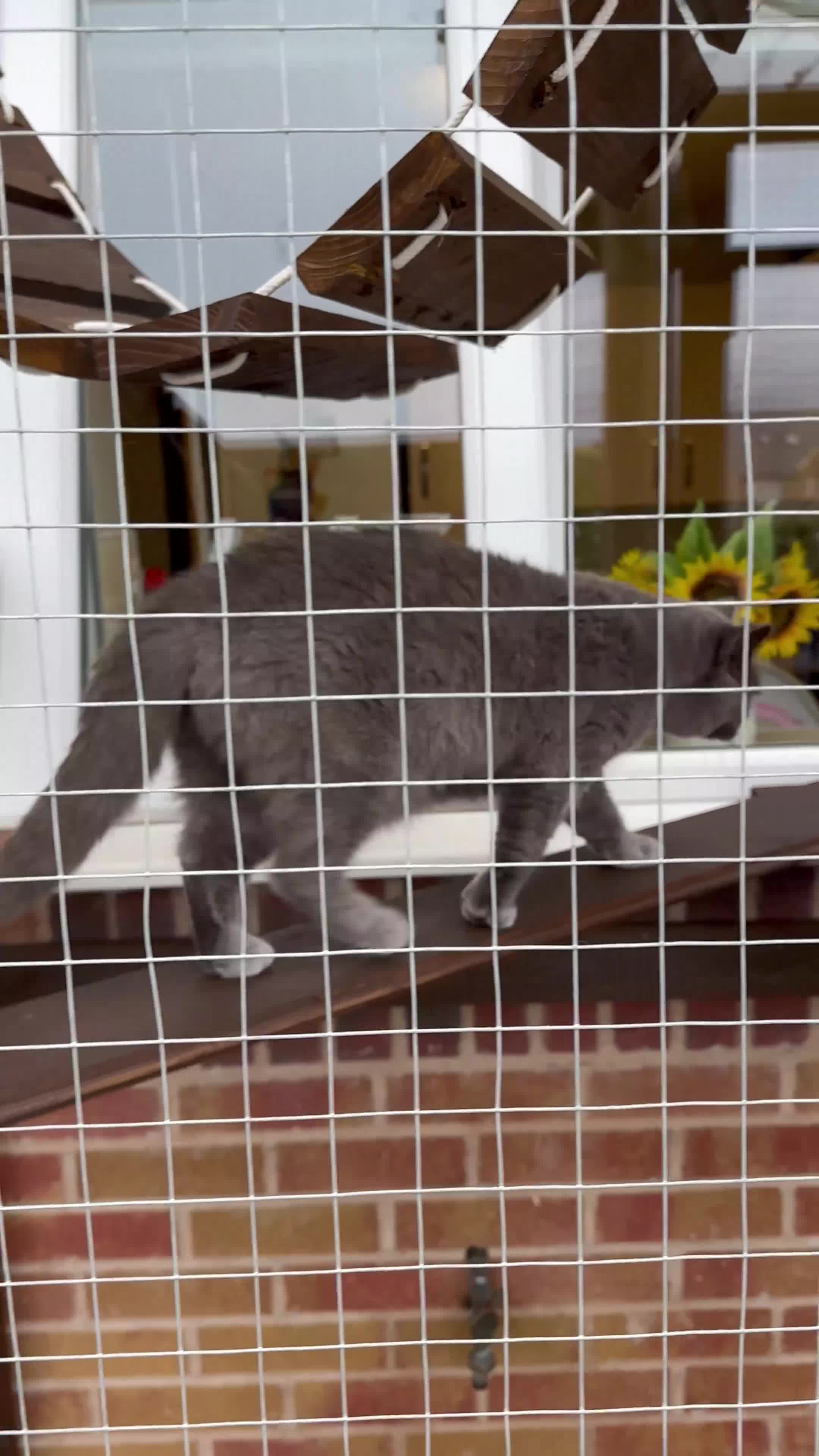 British Shorthair cats for sale: Bonded pair - British Shorthair girls - GCCF Reg - Video 1