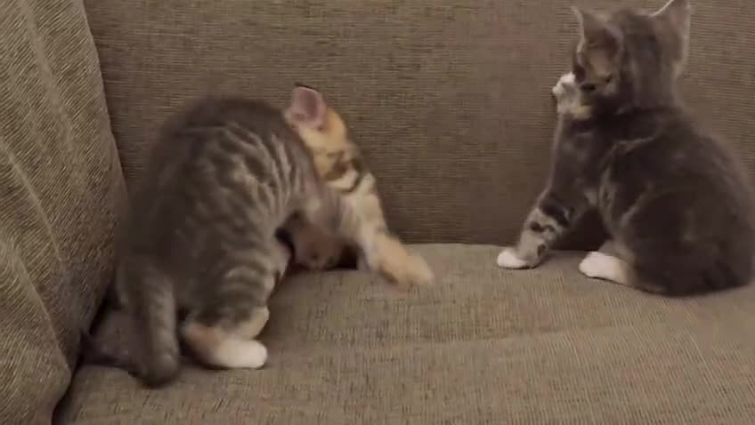 Mixed Breed cats for sale: Beautiful kittens, 1girl, 2 boys  - Video 1