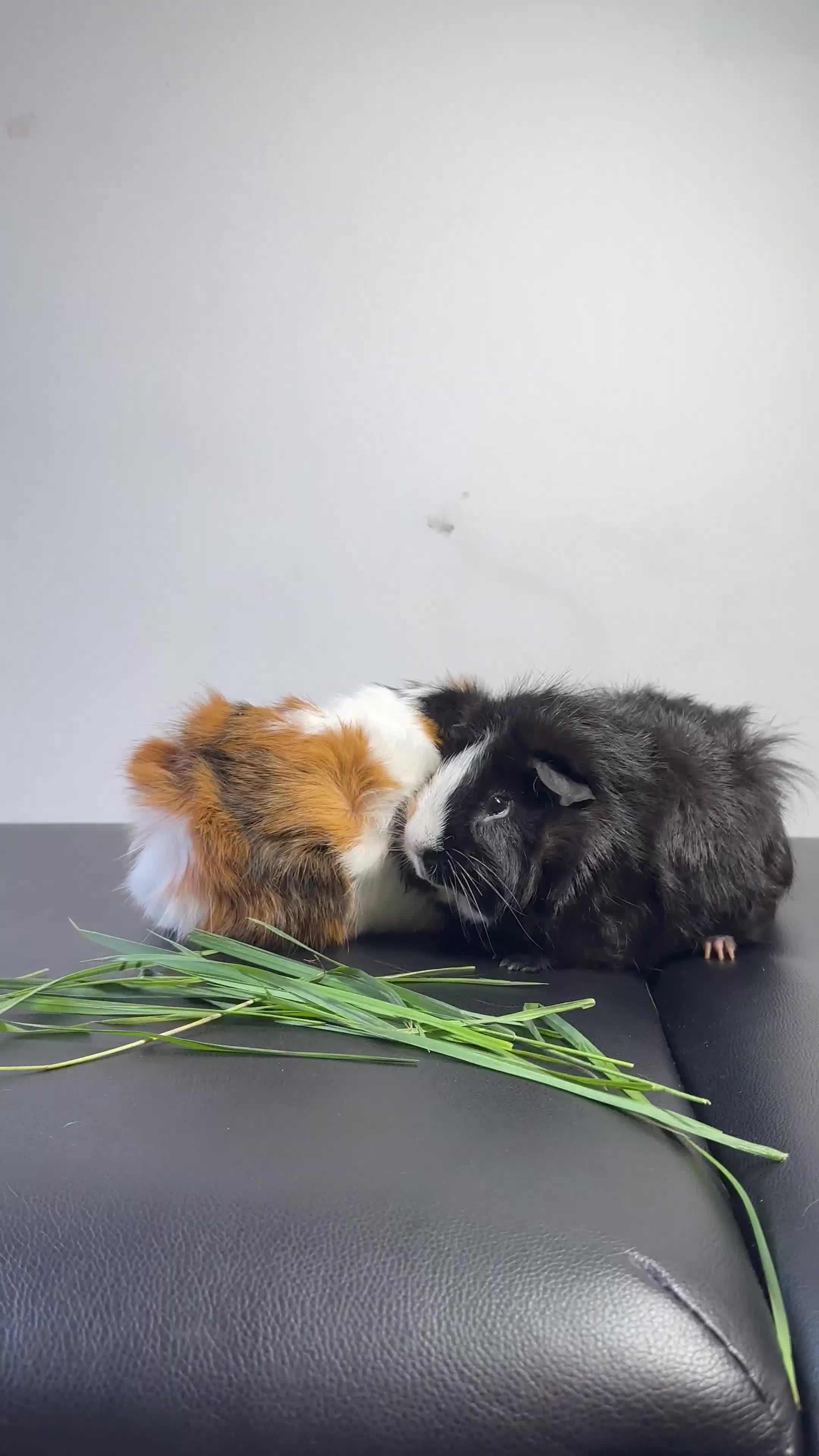 Guinea Pig rodents for sale: Mix breed  - Video 1