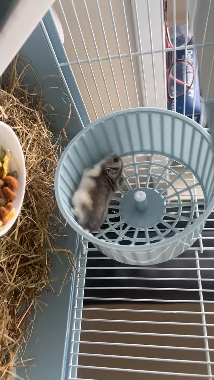 Hamster rodents for sale: male dwarf hamster with cage and accessories  in North Shields - Video 1