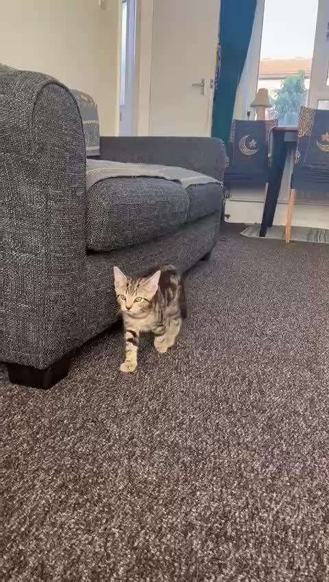 Domestic Shorthair cats for sale: Beautiful Domestic Shorthair kitten - Video 2