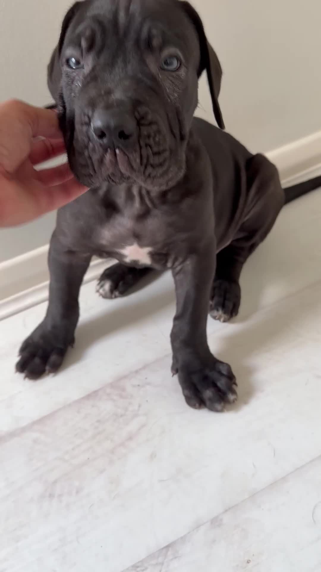 Cane Corso dogs for sale: BEAUTIFUL CANE CORSO puppies. PROTECTION+FAMILY - Video 3