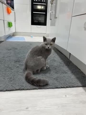 British Shorthair cats for sale: British shorthair  - Video 1