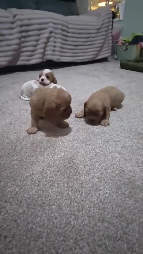 Cavalier King Charles Spaniel dogs for sale: Cavalier king charles puppies  - Video 3