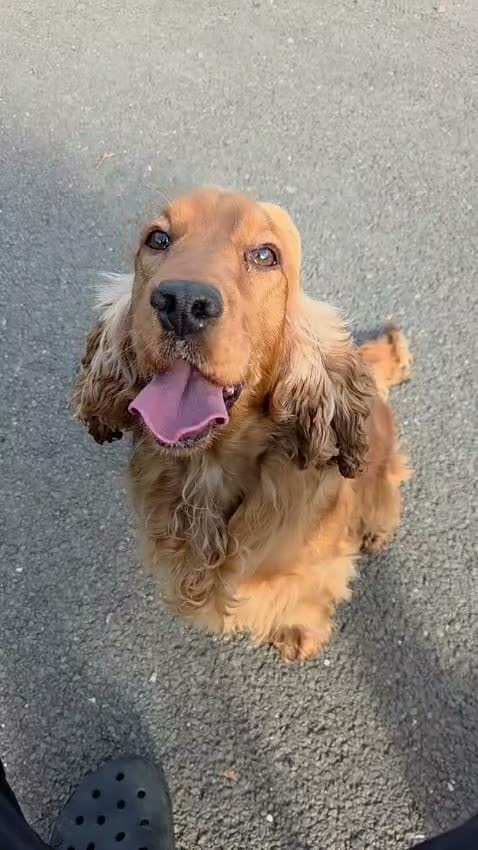 Cocker Spaniel dogs for sale: Our lovely Millie is looking for her forever home - Video 1
