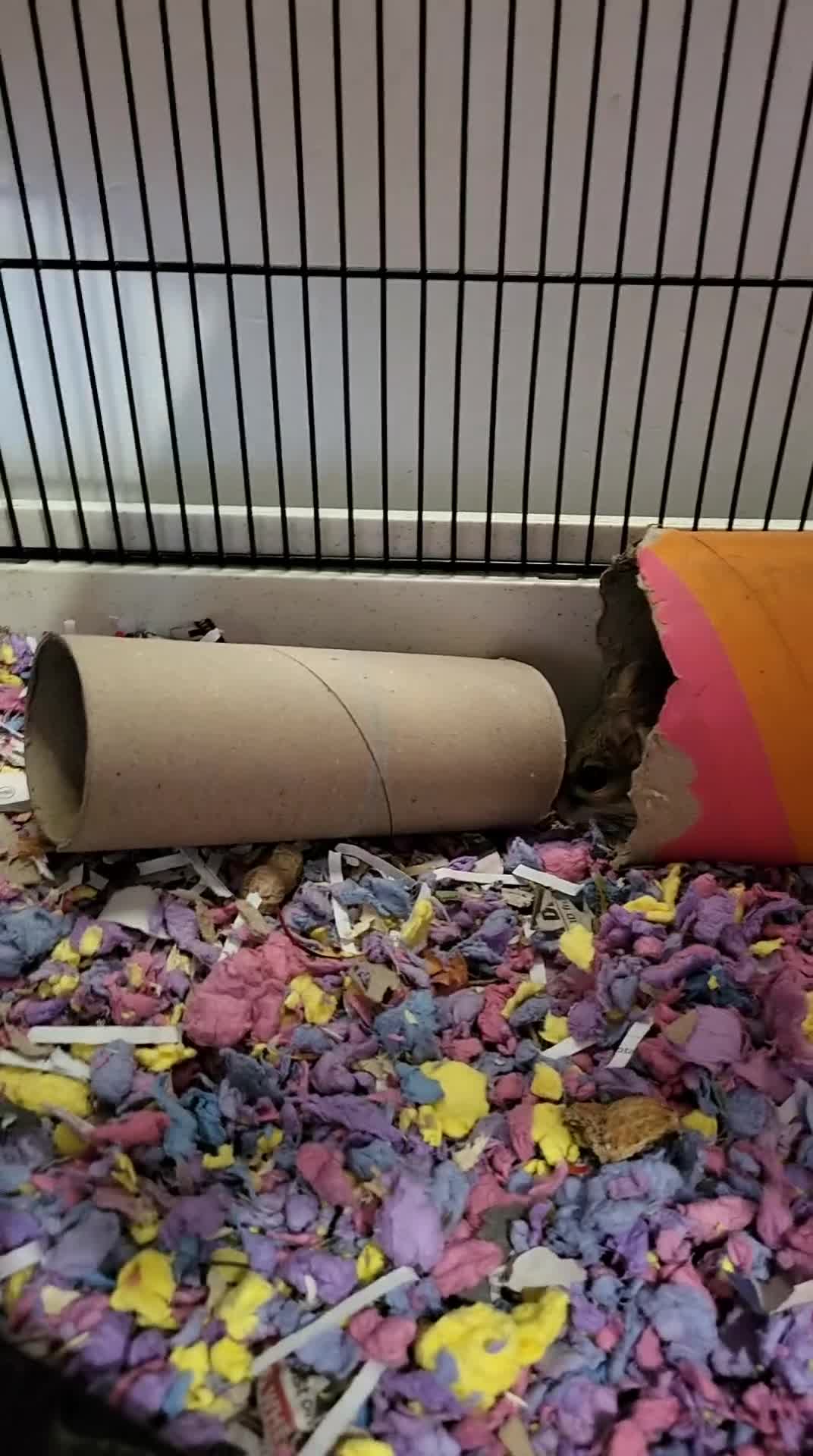 Mixed Breed rodents for sale: Persian jirbs  in Braintree - Video 1