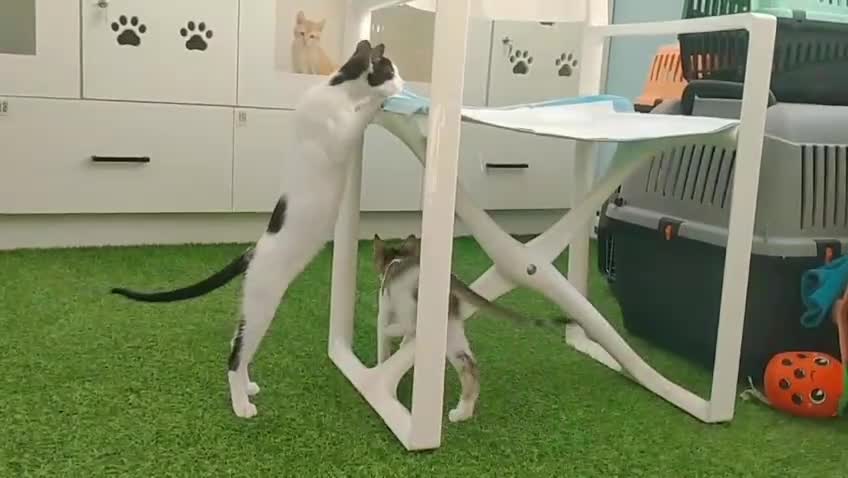 Mixed Breed cats for adoption: [Indoors Only] Yuki & Suki - Adorable Siblings - Video 1