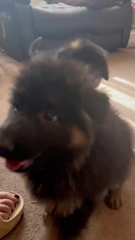 German Shepherd dogs for sale: LARGE KC BIG BONE PUPPIES READY TO GO - Video 1