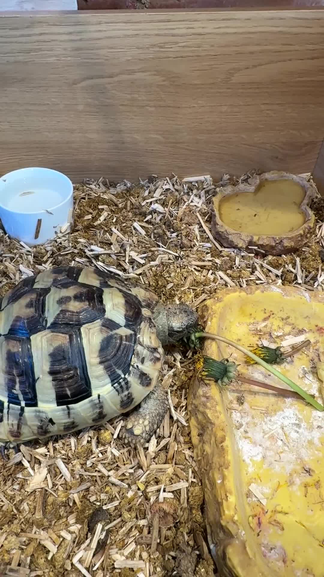 Hermann Tortoise reptiles for sale: Hermanns Tortoise  - Video 2