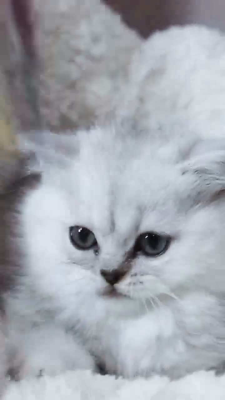 British Shorthair cats for sale: Super cute British short hair  - Video 2