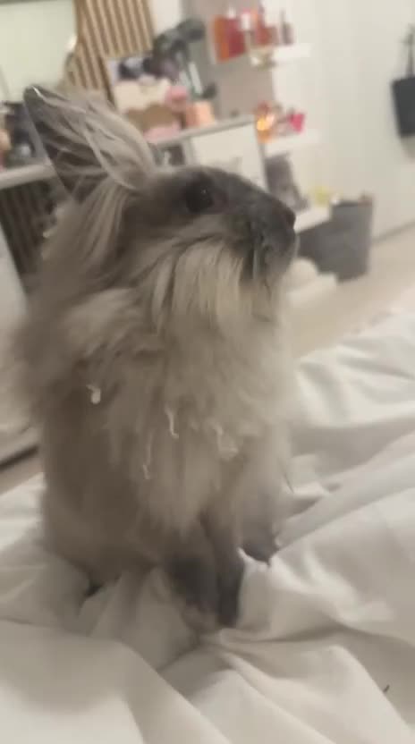 Mixed Breed rabbits for sale: Simba Lionhead cross lop - Video 1