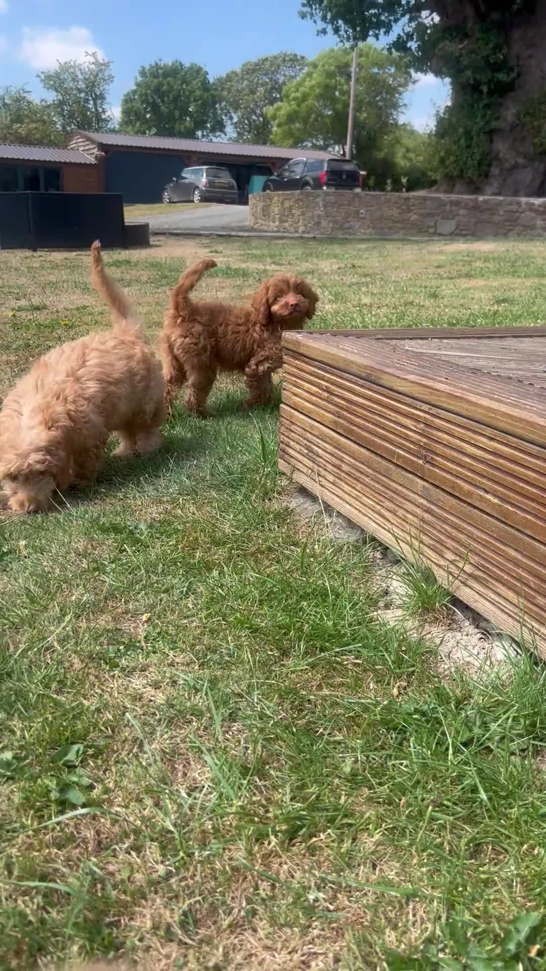 Cockapoo dogs for sale: Affectionate toy Cockapoo girls  - Video 1