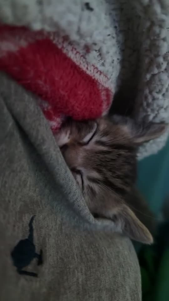 Mixed Breed cats for sale: Beautiful mixed breed blue eyes silver/grey tabby  - Video 4