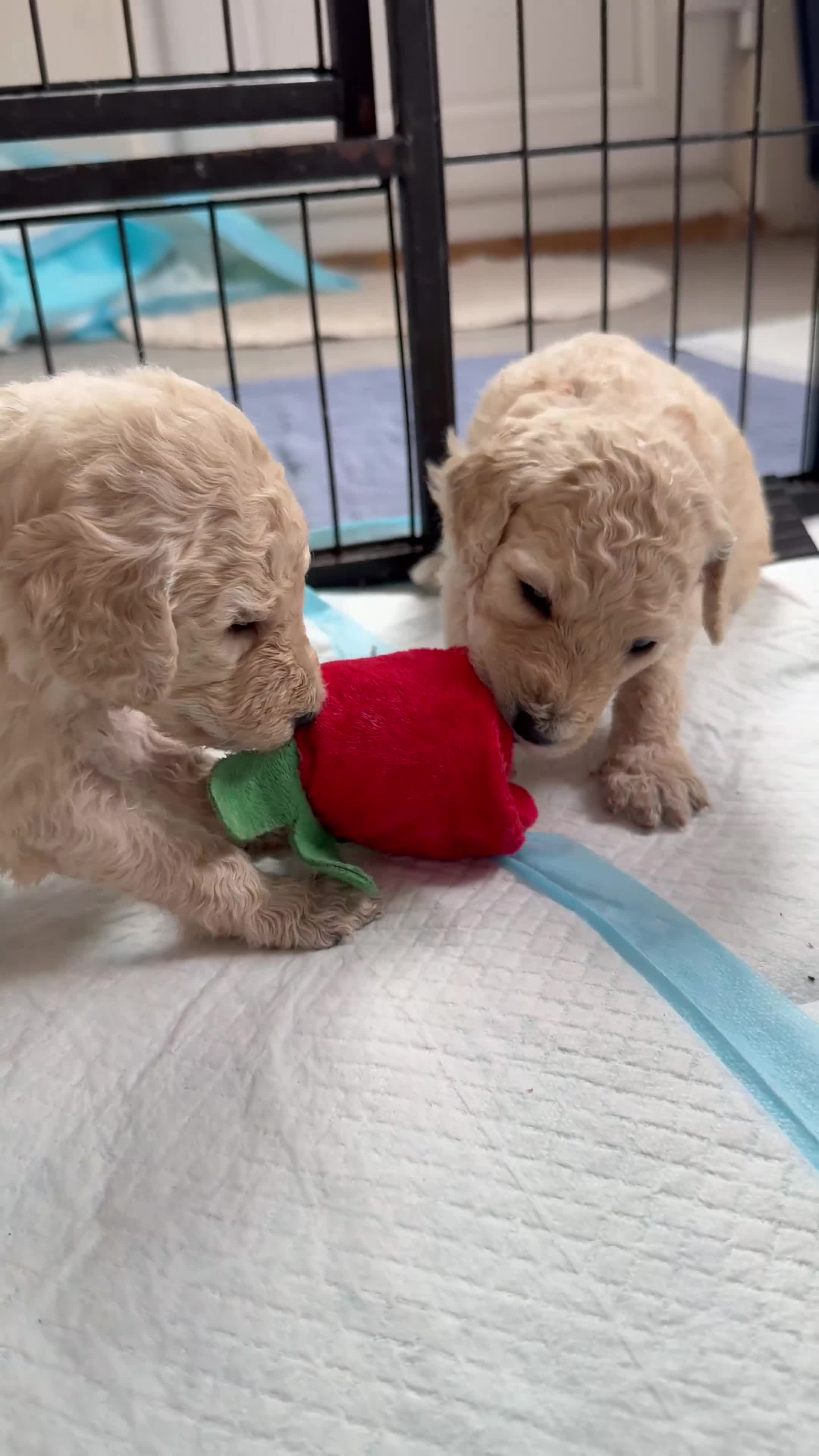 Standard Poodle dogs for sale: KC STANDARD POODLE PUPPIES - Video 2